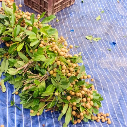 Diamond River Longan