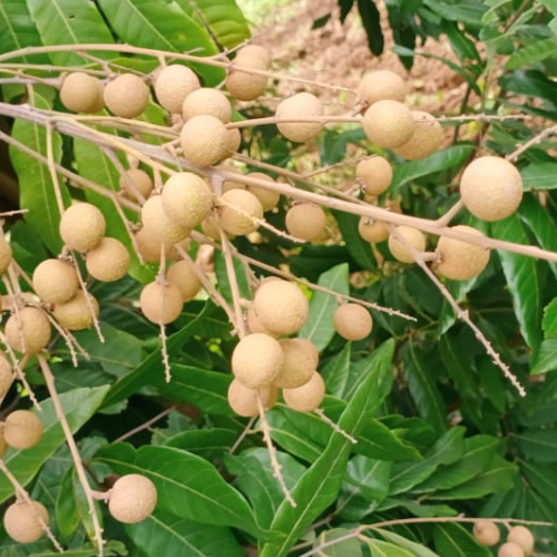 Diamond River Longan
