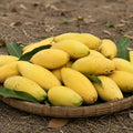 Banana Mango Southeast Asia