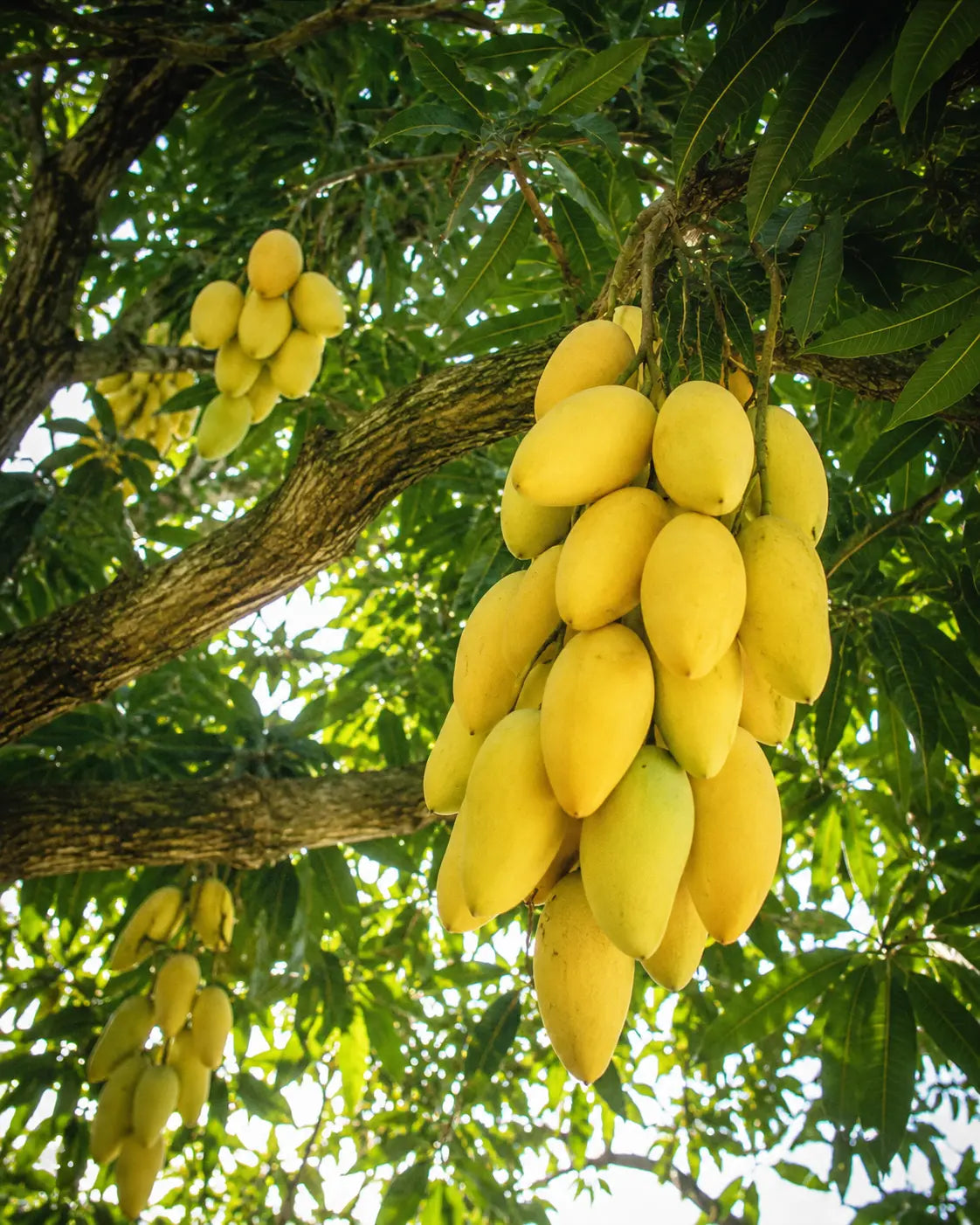 Banana Mango Southeast Asia