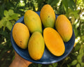 Dasheri Mango – The Pride of Malihabad, Lucknow