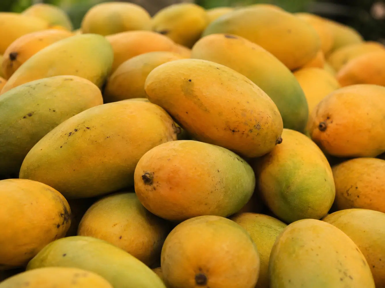 Dasheri Mango – The Pride of Malihabad, Lucknow