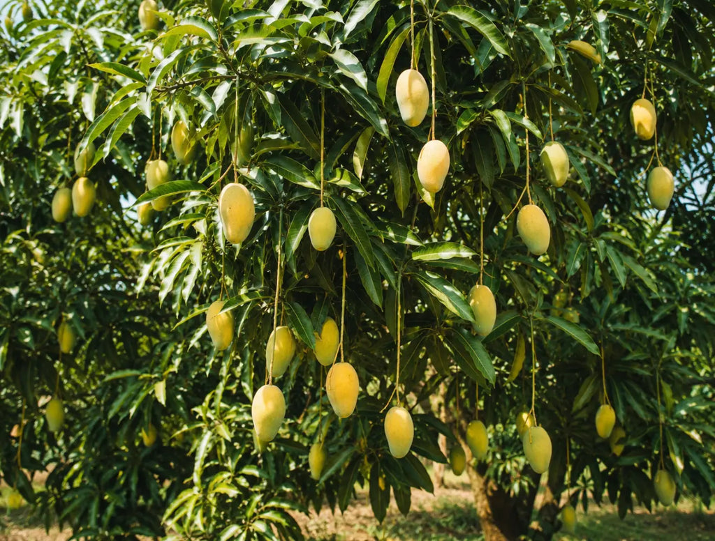 Dasheri Mango – The Pride of Malihabad, Lucknow