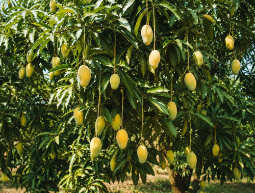 Dasheri Mango – The Pride of Malihabad, Lucknow