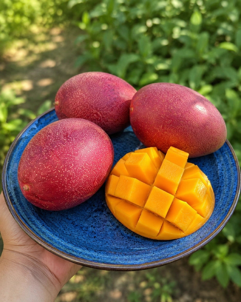 Egg of the Sun – The Finest Mango from Miyazaki, Japan