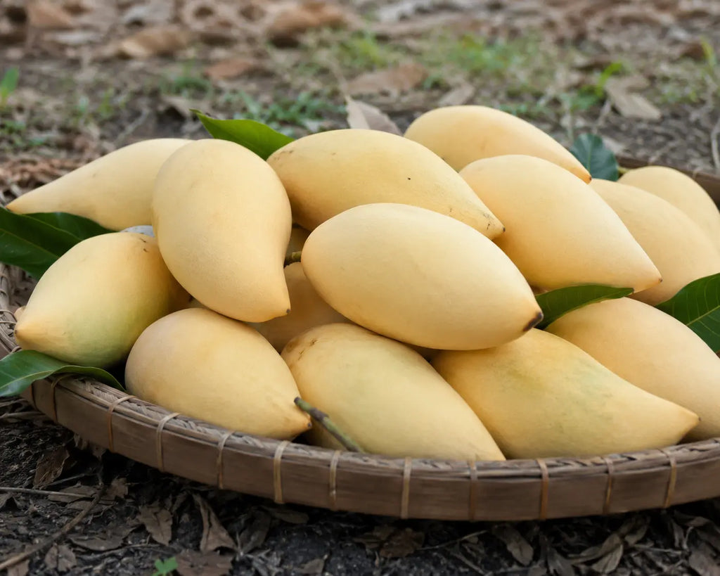 Nam Dok Mai Gold Thailand: The Premium Mango Variety of Thailand