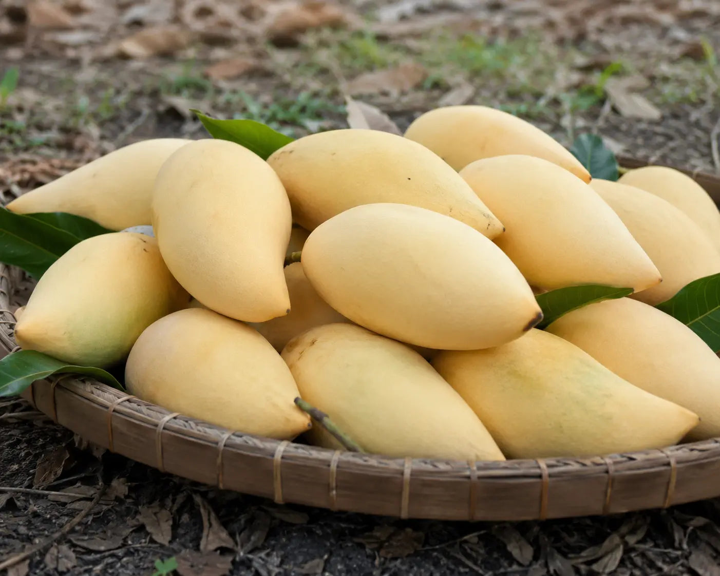 Nam Dok Mai Gold Thailand: The Premium Mango Variety of Thailand