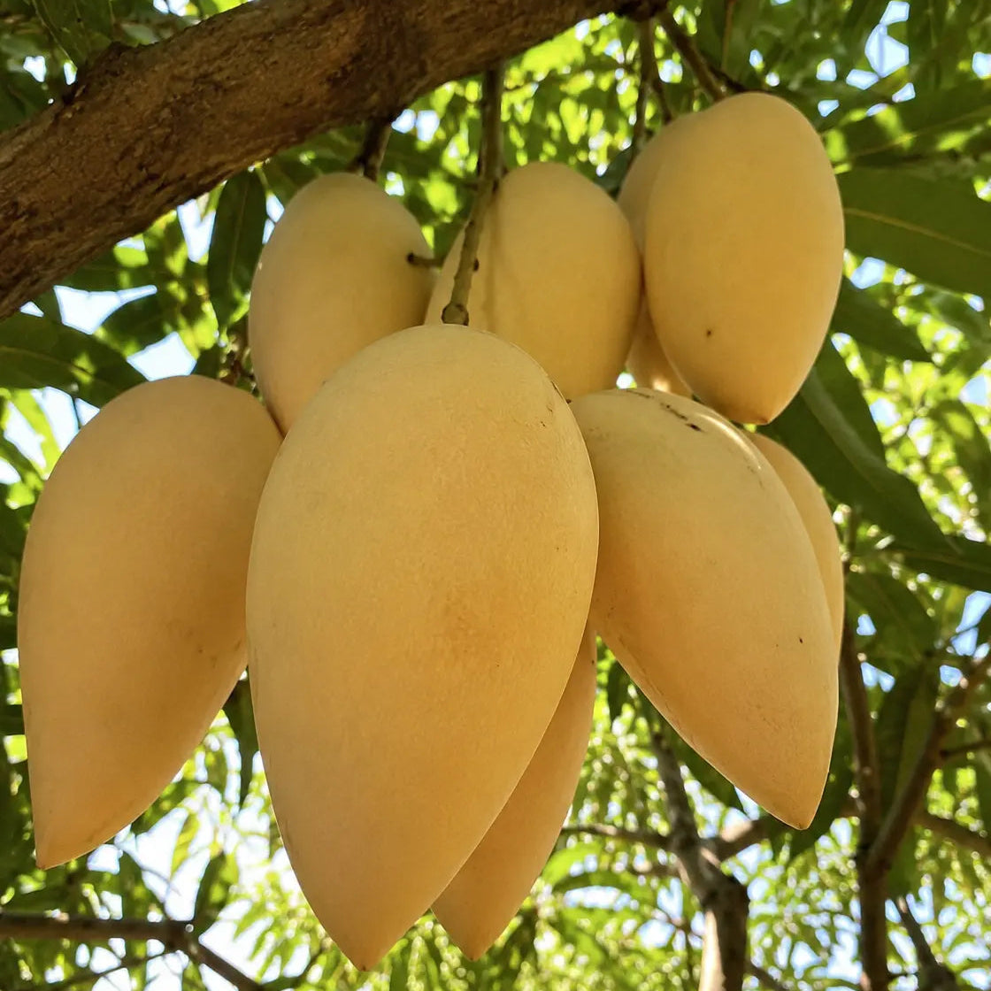 Nam Dok Mai Gold Thailand: The Premium Mango Variety of Thailand