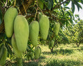 Noorjahan: India's Legendary Giant Mango