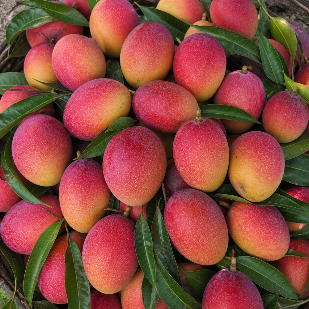Red Apple Mango – A Unique Hybrid Delight