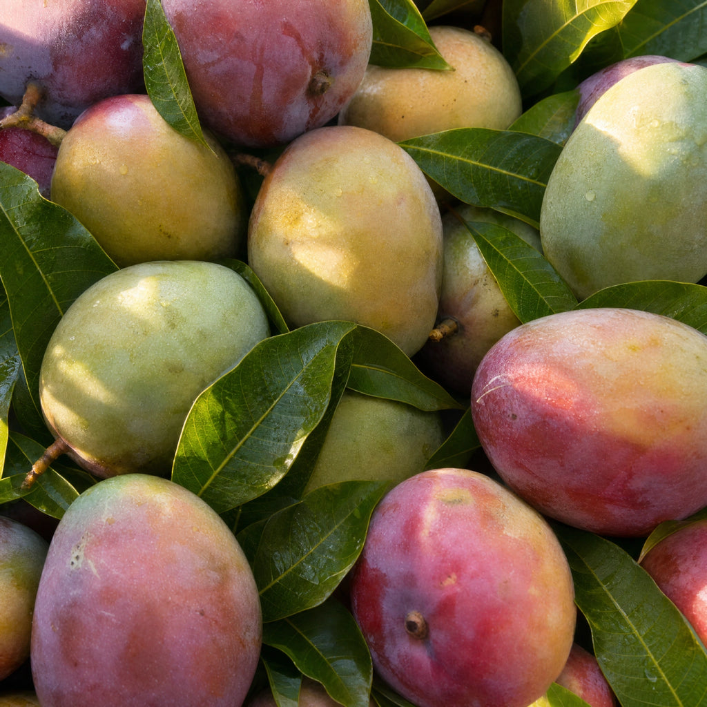 Tommy Atkins Mangoes from Florida, USA: A Global Favorite