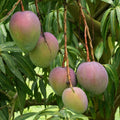 Tommy Atkins Mangoes from Florida, USA: A Global Favorite