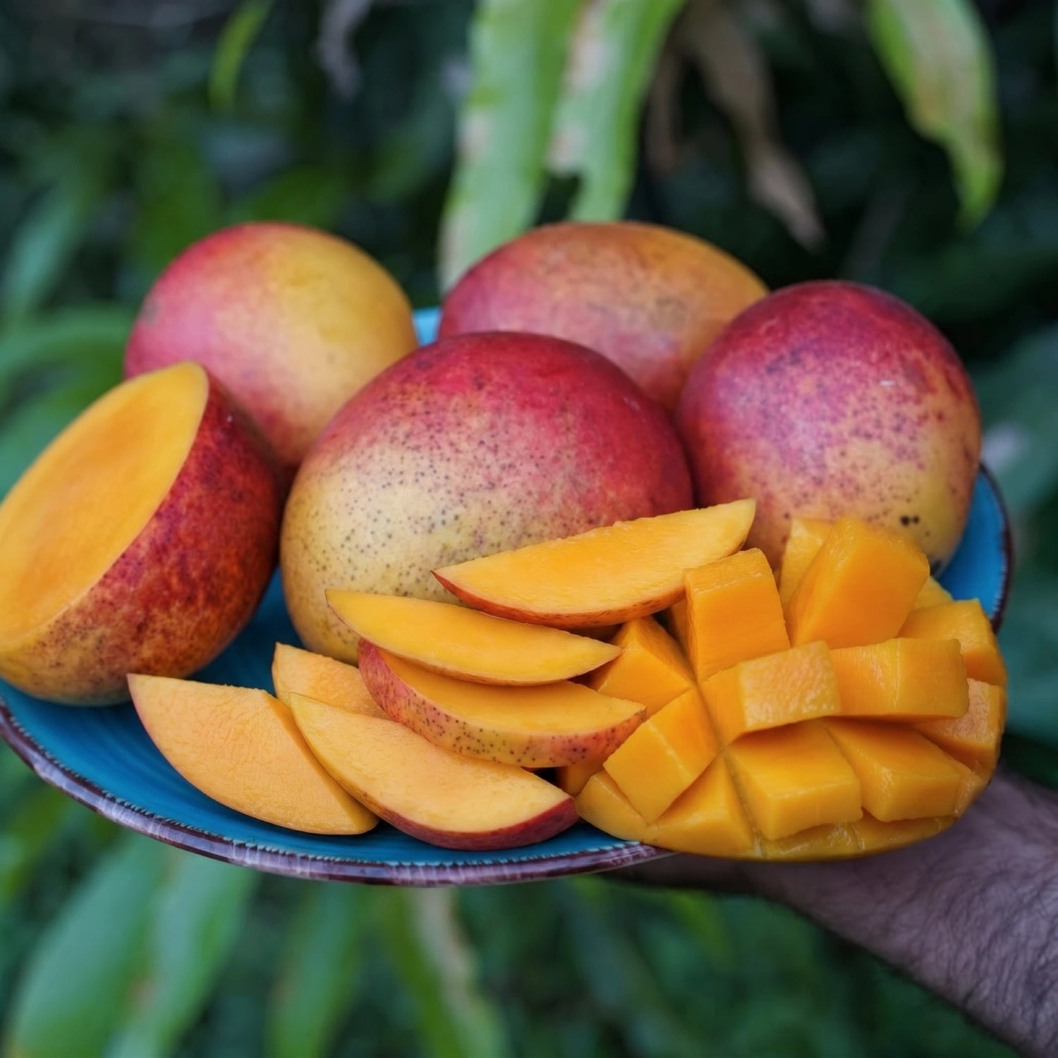 Tommy Atkins Mangoes from Florida, USA: A Global Favorite