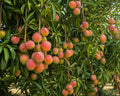 Yakuti Mango – A Rare Gem of North India