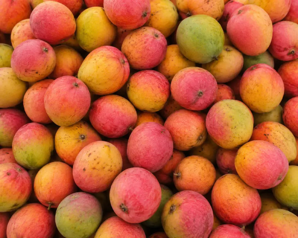 Yakuti Mango – A Rare Gem of North India